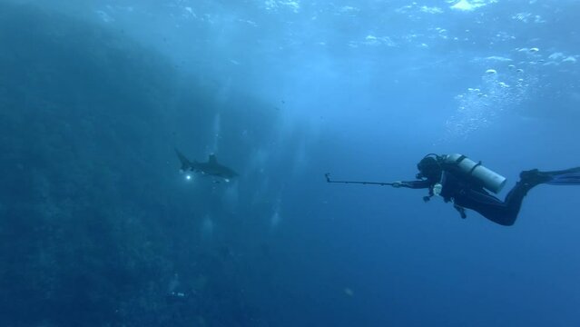 Scuba diver shooting on action camera Oceanic Whitetip Shark - Carcharhinus longimanus swim in the blue water, Red Sea, Marsa Alam, Egypt