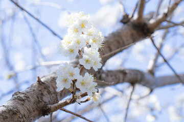 さくらんぼの花