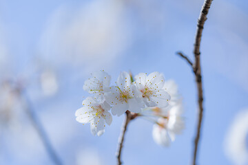 さくらんぼの花