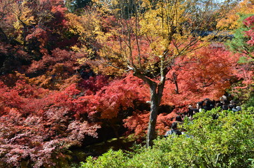 日本の紅葉