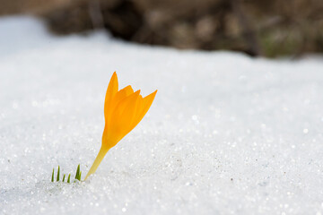 Flowering crocus in a snowdrift in an early spring garden - elective focus, copy space