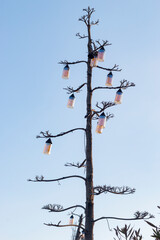 Decorated naked tree with lamps in the coast of Datca, Marmaris, Turkey. Diy project. Garden decoration ideas. 