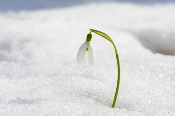 Close up of snowdrop in a snowdrift in an early spring forest - selective focus, copy space