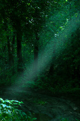 Bright sunshine beam in a forest. Dark woodland in summer. Neris Regional Park, Lithuania in the morning. Selective focus on the details, blurred background. - obrazy, fototapety, plakaty