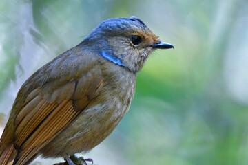 マレーシアやタイのジャングルで見られる青い美しい小鳥オオアオヒタキの雌