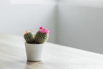 Tableaux ronds sur plexiglas Anti-reflet Cactus cactus