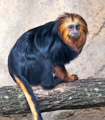 Golden-headed lion tamarin (Leontopithecus chrysomelas) sits on a tree. Karlsruhe, Germany, Europe