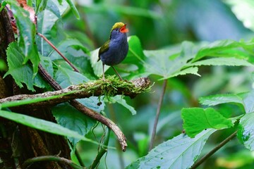 タイやヒマラヤで見られる黄色の頭が目立つとても小さくかわいい小鳥クロハラコビトサザイのさえずり