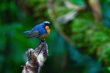 ベトナムやタイの森で見られる青とオレンジが色鮮やかで美しい小さな小鳥ムネアカヒタキ