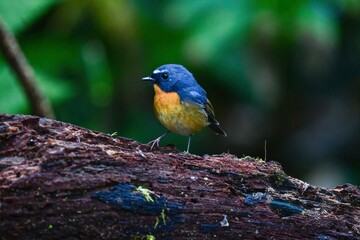ベトナムやタイの森で見られる青とオレンジが色鮮やかで美しい小さな小鳥ムネアカヒタキ