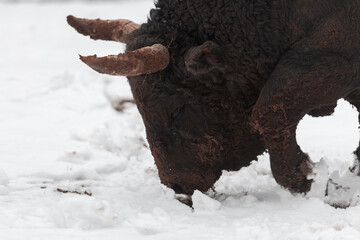 A big black bull stabs its horns into the snowy ground and trains to fight in the arena. The...