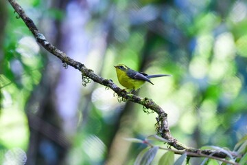 タイやネパールの森に住む黄色の鮮やかな小さな小鳥キバラオウギビタキ