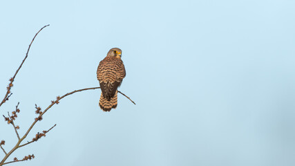 Female common kestrel (Falco tinnunculus) perched on a branch, isolated against a blue sky. Beautiful British bird of prey in the falcon family. 