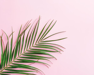 Green tropical leaf on pink background