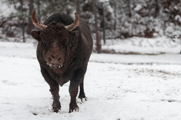 A big black bull in the snow training to fight in the arena. Bullfighting concept. Selective focus 