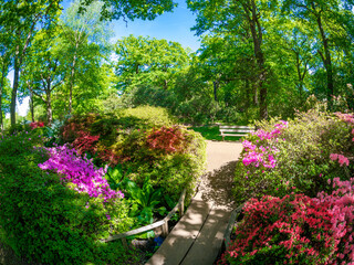 Beautiful flower garden in London city in Isabella Plantation, Richmond