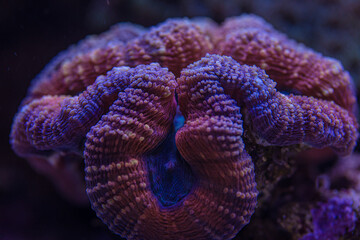 Lobophyllia lps coral.corals of the sea. marine aquarium SPS coral