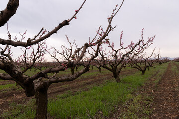 Peach flowers blossom in spring. Beautiful natural  background. Peach trees in the orchard.