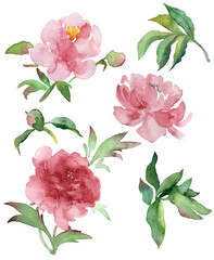 Pink watercolor Peonies. Painted watercolor peonies