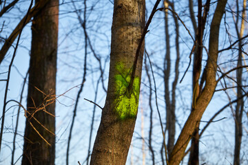 drzewa na tle nieba  © Marcin Łazarczyk