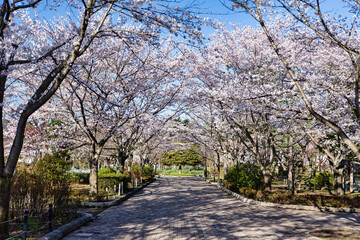 Obraz premium 桜のトンネル