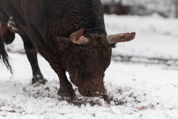 A big black bull in the snow training to fight in the arena. Bullfighting concept. Selective focus 