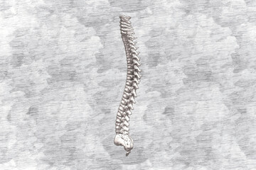 Pencil drawing white human spine