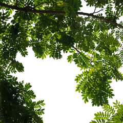 Green tree branch isolated on white background