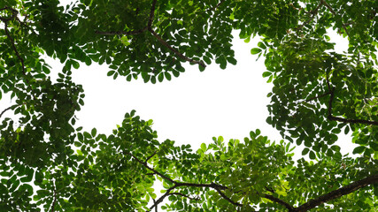 Green tree branch isolated on white background