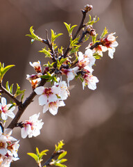 Obraz premium Almond tree full of white blossoms is spring season