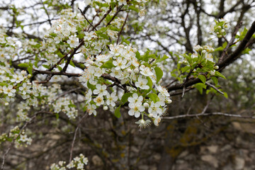 Blooming plum tree in the garden. Blooming plum branches. spring background.