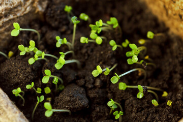 A group of young green shoots in a black winter in a paper container stretches toward the sun