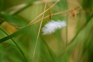 Obraz na płótnie Canvas feather in grass