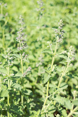 Blooming perennial flowers of Nepeta Faassenii Walker’s Low in early spring in May. Photo for the catalog of plants of the garden center or plant nursery. Image for visualization for landscape design