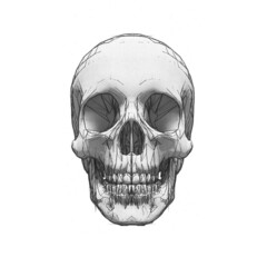 Black and white drawing of a human skull on a white background. The effect of vintage newspaper printing.