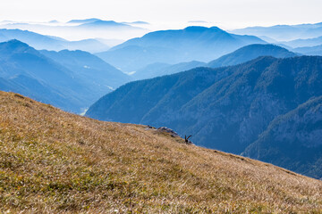 Mountain goat on an alpine meadow in the Hochschwab region in Styria, Austria. Alps in Europe....
