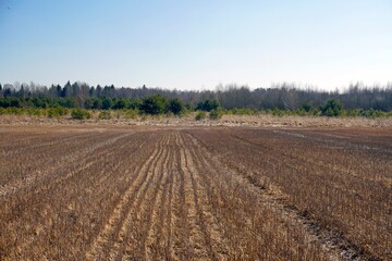 Rural landscape. Last year's stubble in a field at the edge of a forest. Sunny day in March. Spring