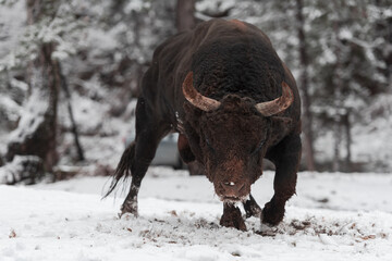A big black bull in the snow training to fight in the arena. Bullfighting concept. Selective focus 