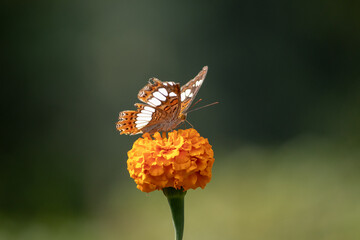 Butterfly sitting on top of the marigold flower.