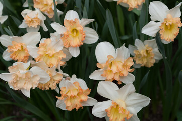 Obraz premium daffodils in the garden