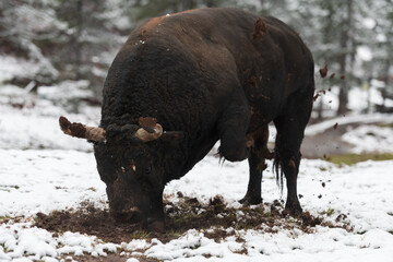 A big black bull stabs its horns into the snowy ground and trains to fight in the arena. The concept of bullfighting. Selective focus 