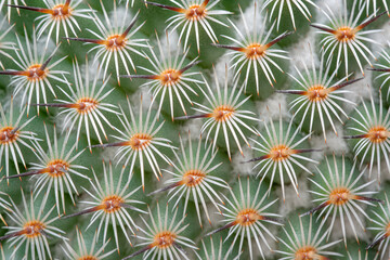 Obraz premium Detail of the spines of a columnar cactus.