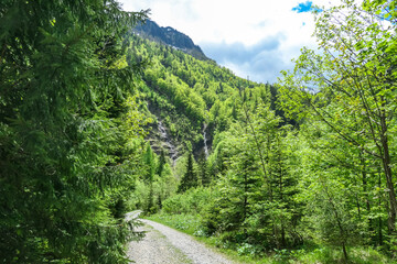 Obraz premium A hiking trail in the lush green dense forest in the Karawanks in Carinthia, Austria. Borders between Austria, Slovenia, Italy. Triglav National Park. Woodlands, wanderlust. Waterfalls