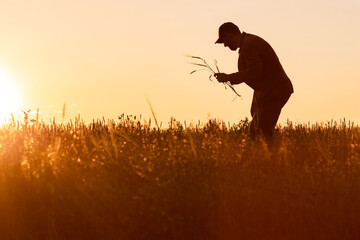a man collects ears on the background of a sunset, a silhouette of a farmer studying a plant