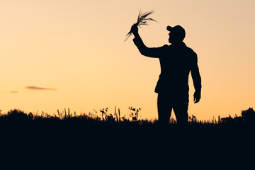 silhouette of a man on the background of a sunset holding a bunch of rye in his hand