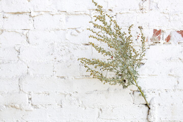 a branch of bitter wormwood in a white brick wall. plant on the wall