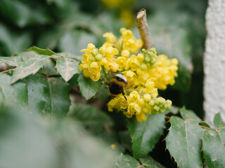 abeja polinizando flores amarillas