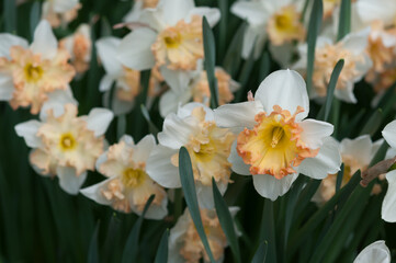 daffodils in the garden