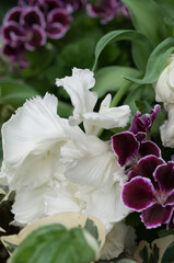 fancy parrot tulips and geraniums with leaves