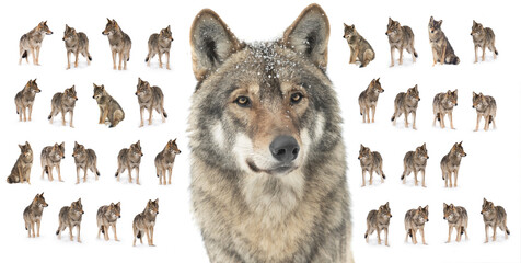 collage of wolves  (canis lupus) isolated - obrazy, fototapety, plakaty